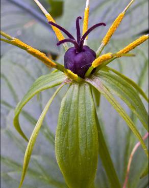 Fotografia 9 da espécie Paris quadrifolia no Jardim Botânico UTAD