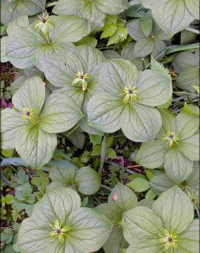 Fotografia 12 da espécie Paris quadrifolia no Jardim Botânico UTAD