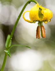 Lilium pyrenaicum