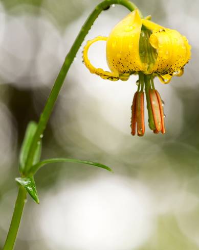 Fotografia de capa Lilium pyrenaicum - do Jardim Botânico
