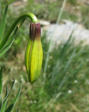 Fotografia 7 da espécie Lilium pyrenaicum no Jardim Botânico UTAD