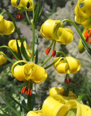 Fotografia 9 da espécie Lilium pyrenaicum no Jardim Botânico UTAD