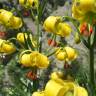 Fotografia 9 da espécie Lilium pyrenaicum do Jardim Botânico UTAD