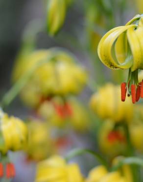 Fotografia 11 da espécie Lilium pyrenaicum no Jardim Botânico UTAD