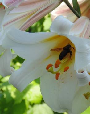 Fotografia 1 da espécie Lilium candidum no Jardim Botânico UTAD