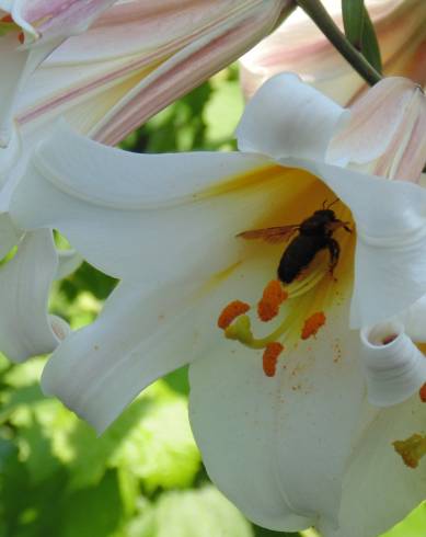 Fotografia de capa Lilium candidum - do Jardim Botânico