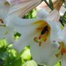 Fotografia 1 da espécie Lilium candidum do Jardim Botânico UTAD