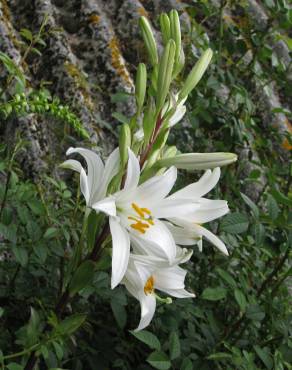 Fotografia 2 da espécie Lilium candidum no Jardim Botânico UTAD