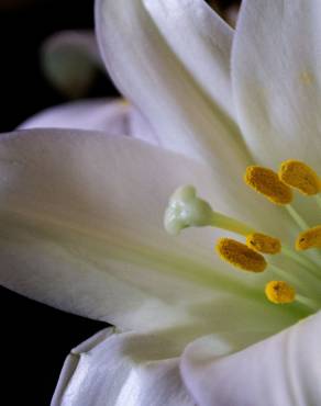 Fotografia 3 da espécie Lilium candidum no Jardim Botânico UTAD