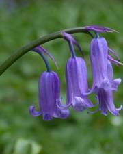 Fotografia da espécie Hyacinthoides non-scripta
