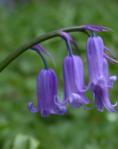 Fotografia de capa Hyacinthoides non-scripta - do Jardim Botânico