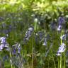 Fotografia 4 da espécie Hyacinthoides non-scripta do Jardim Botânico UTAD