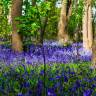 Fotografia 5 da espécie Hyacinthoides non-scripta do Jardim Botânico UTAD