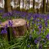 Fotografia 10 da espécie Hyacinthoides non-scripta do Jardim Botânico UTAD