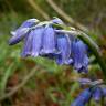 Fotografia 11 da espécie Hyacinthoides non-scripta do Jardim Botânico UTAD