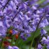 Fotografia 13 da espécie Hyacinthoides non-scripta do Jardim Botânico UTAD