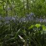 Fotografia 16 da espécie Hyacinthoides non-scripta do Jardim Botânico UTAD