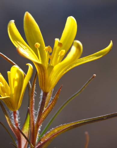 Fotografia de capa Gagea bohemica - do Jardim Botânico