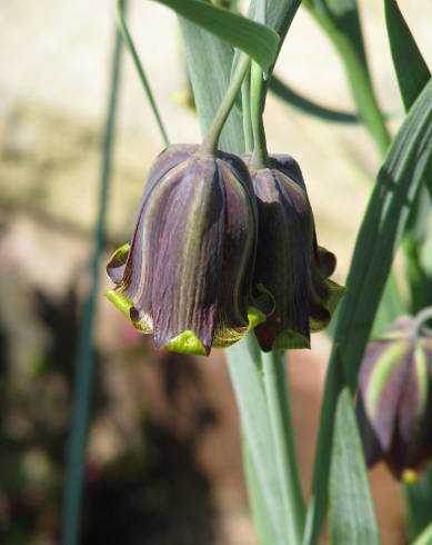 Fotografia de capa Fritillaria pyrenaica - do Jardim Botânico