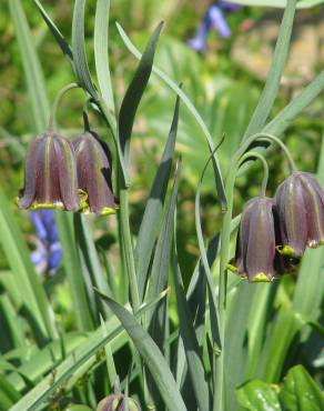 Fotografia 3 da espécie Fritillaria pyrenaica no Jardim Botânico UTAD