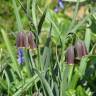 Fotografia 3 da espécie Fritillaria pyrenaica do Jardim Botânico UTAD