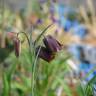 Fotografia 4 da espécie Fritillaria pyrenaica do Jardim Botânico UTAD