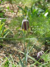 Fotografia da espécie Fritillaria pyrenaica