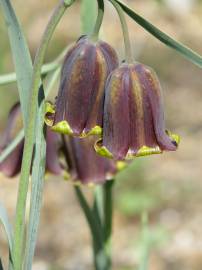 Fotografia da espécie Fritillaria pyrenaica