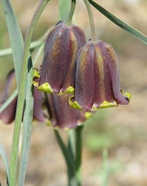 Fotografia 6 da espécie Fritillaria pyrenaica no Jardim Botânico UTAD