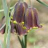 Fotografia 6 da espécie Fritillaria pyrenaica do Jardim Botânico UTAD