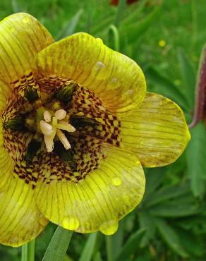 Fotografia 8 da espécie Fritillaria pyrenaica no Jardim Botânico UTAD