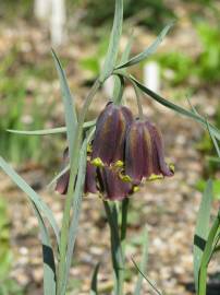 Fotografia da espécie Fritillaria pyrenaica