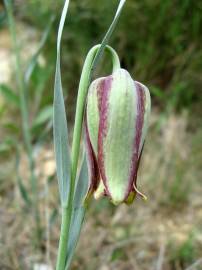 Fotografia da espécie Fritillaria pyrenaica