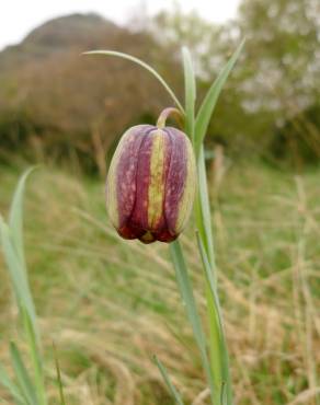 Fotografia 11 da espécie Fritillaria pyrenaica no Jardim Botânico UTAD