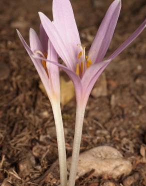 Fotografia 1 da espécie Colchicum multiflorum no Jardim Botânico UTAD