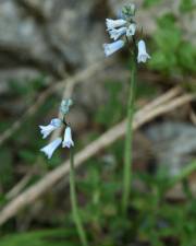 Fotografia da espécie Brimeura amethystina