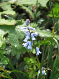 Fotografia da espécie Brimeura amethystina