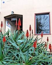 Fotografia da espécie Aloe arborescens