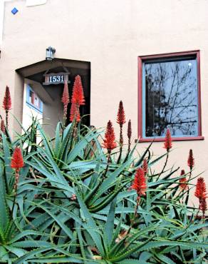 Fotografia 1 da espécie Aloe arborescens no Jardim Botânico UTAD