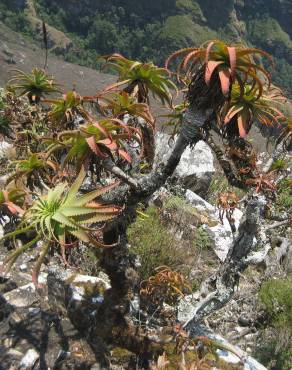 Fotografia 10 da espécie Aloe arborescens no Jardim Botânico UTAD