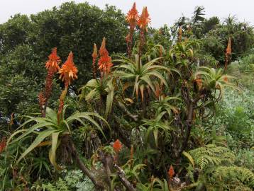 Fotografia da espécie Aloe arborescens