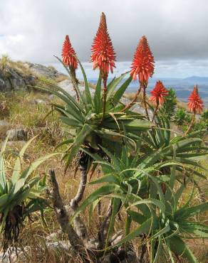 Fotografia 12 da espécie Aloe arborescens no Jardim Botânico UTAD