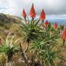 Fotografia 12 da espécie Aloe arborescens do Jardim Botânico UTAD