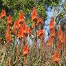 Fotografia 16 da espécie Aloe arborescens do Jardim Botânico UTAD