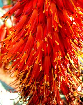 Fotografia 17 da espécie Aloe arborescens no Jardim Botânico UTAD