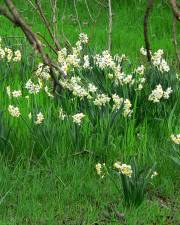 Fotografia da espécie Narcissus tazetta