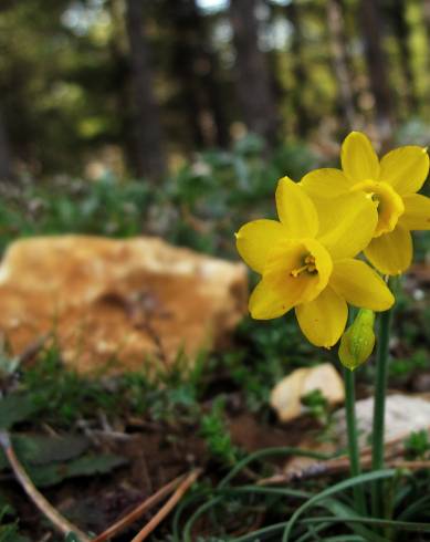 Fotografia de capa Narcissus assoanus - do Jardim Botânico