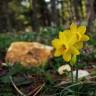 Fotografia 1 da espécie Narcissus assoanus do Jardim Botânico UTAD