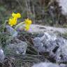 Fotografia 7 da espécie Narcissus assoanus do Jardim Botânico UTAD