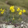 Fotografia 8 da espécie Narcissus assoanus do Jardim Botânico UTAD